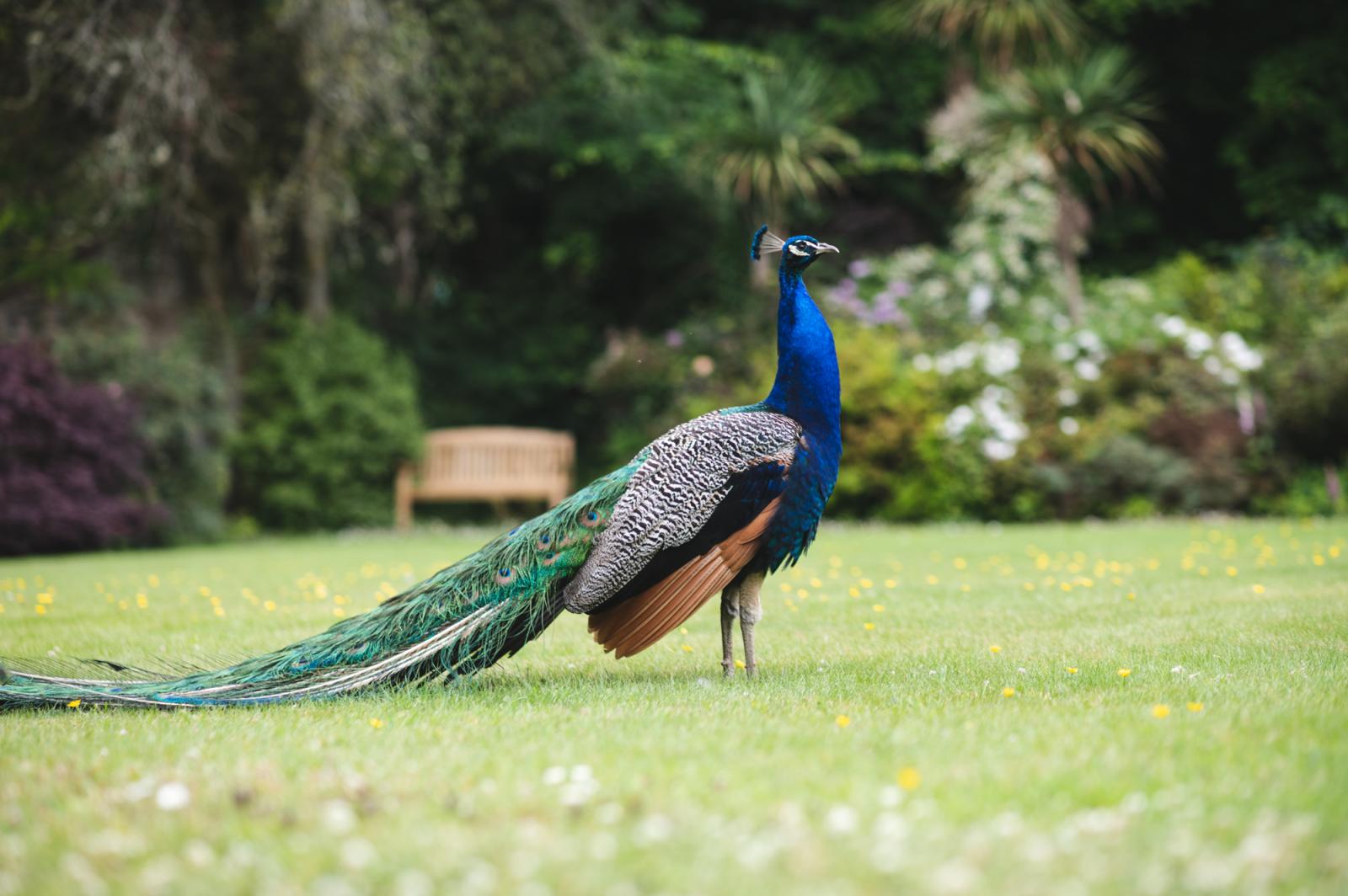 Peacock